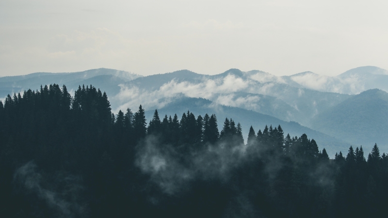 Forest 3