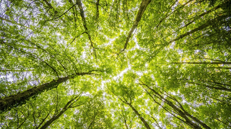 Forest 2