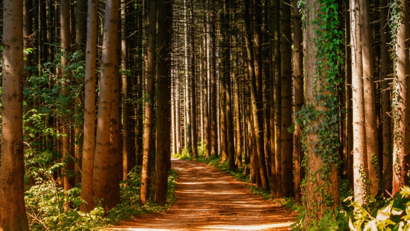 Forest 2