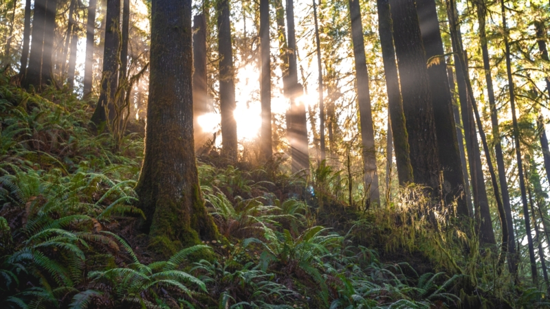 Forest 2