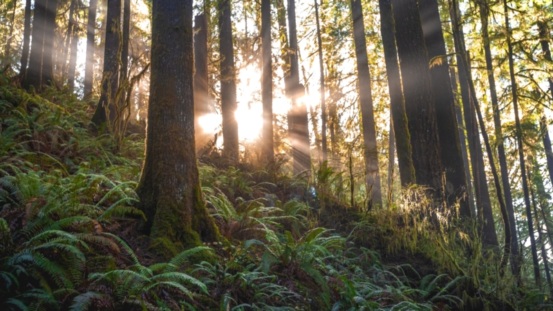 Forest | Varen heuvel