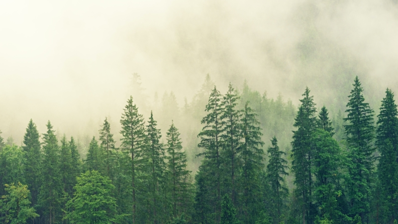 Forest | Mist in de vallei