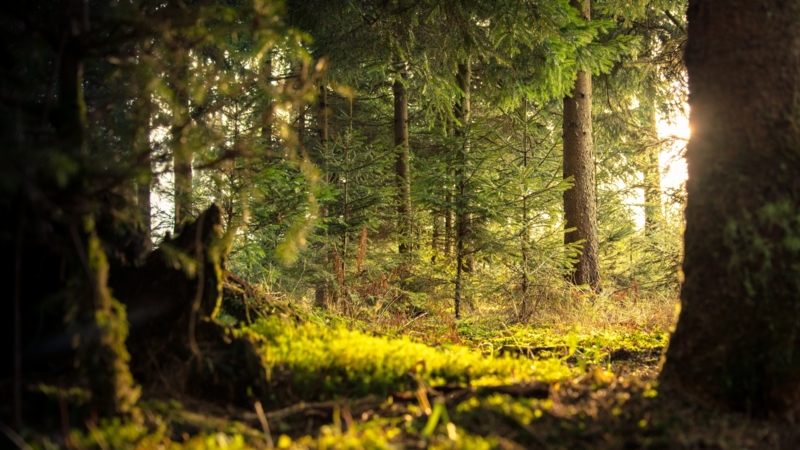 Forest
