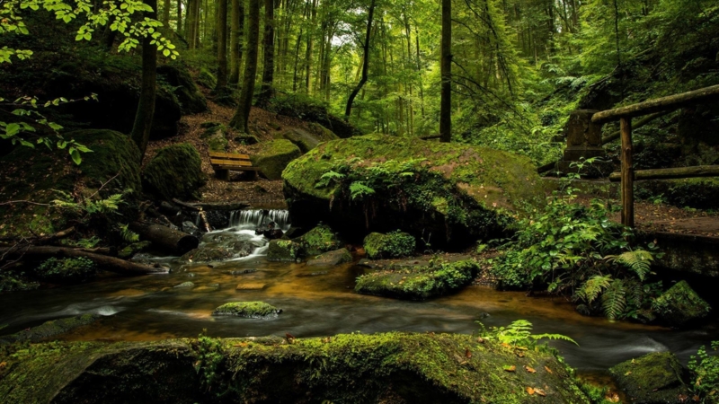 Forest