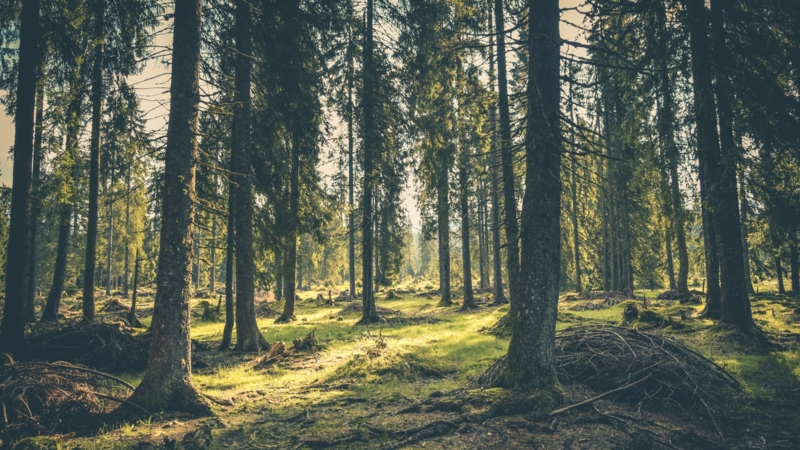 Forest 6