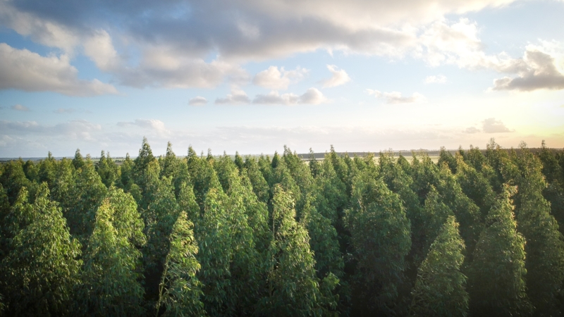 Forest 6