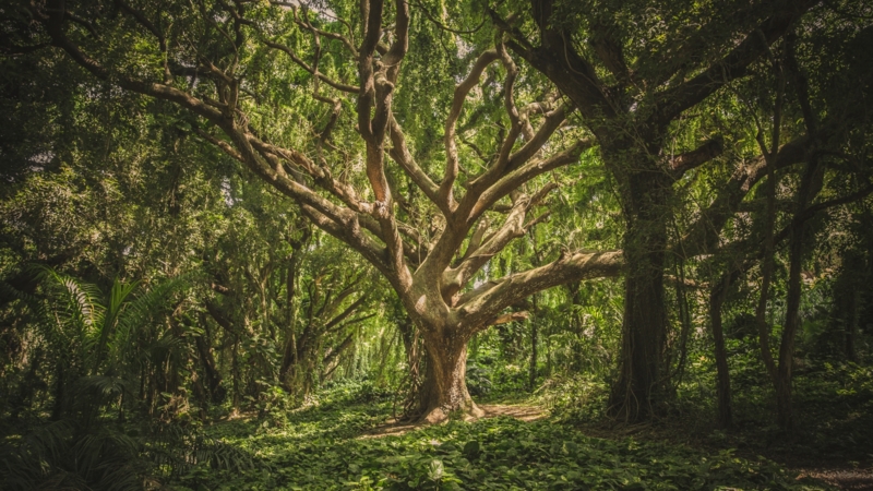 Forest 6