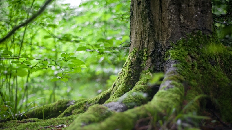 Lorem ipsum dolor sit amet, consectetur adipiscing elit